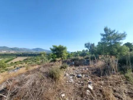 Ortaca Fevziye Sea And Nature View Bargain Detached Olive Grove For Sale