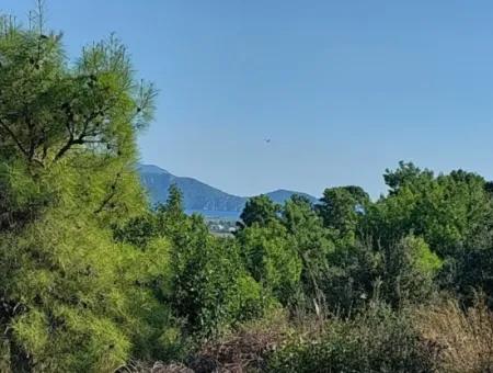 Ortaca Fevziye Sea And Nature View Bargain Detached Olive Grove For Sale