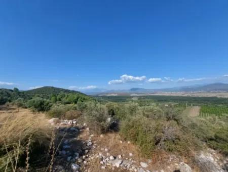 Ortaca Fevziye Sea And Nature View Bargain Detached Olive Grove For Sale