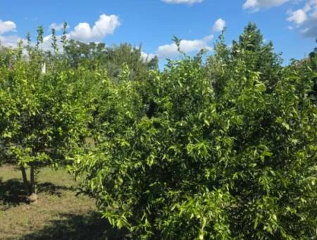 2 1, 70 M2 Village House For Sale On 902 M2 Land Zero To Ortaca Akıncı Sarıgerme Road