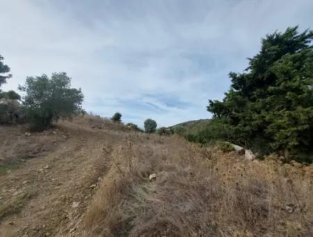 8.400 M² Bargain Olive Grove For Sale With Detached Title Deed In Datça Yazı, Muğla