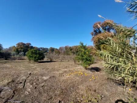 Bargain Suitable For Investment In Muğla Dalyan 4 000 M2 Land By The Forest Is For Sale