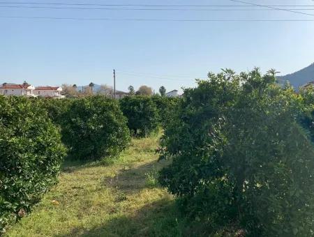 830 M2 Plot For Sale Bargain In Dalyan