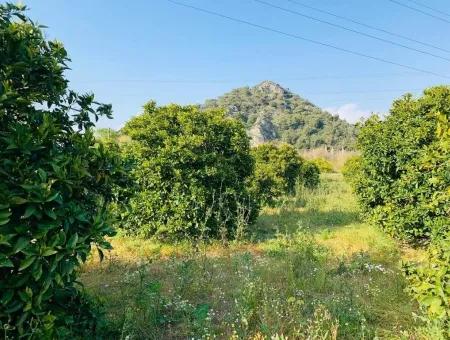 830 M2 Plot For Sale Bargain In Dalyan