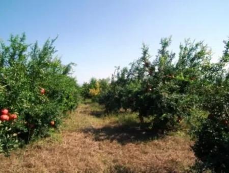 Eskikoy For Sale Bargain Ortaca In The Pomegranate Gardens