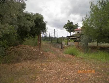 Köycegiz Yangıda 9406 M2 Efficient Field For Sale