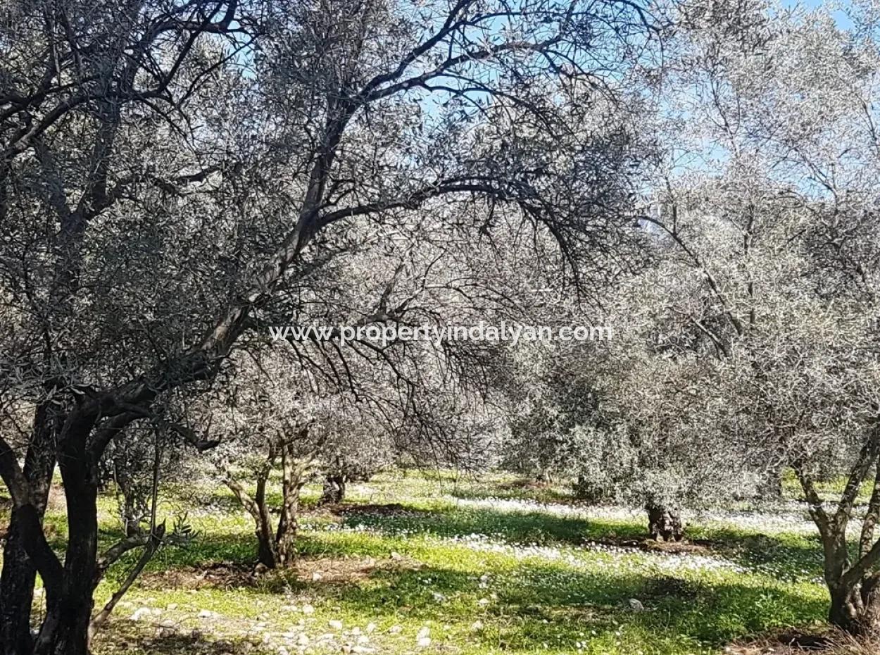 Köyceğiz Zeytinalanında Göl Manzaralı Satılık Arazi