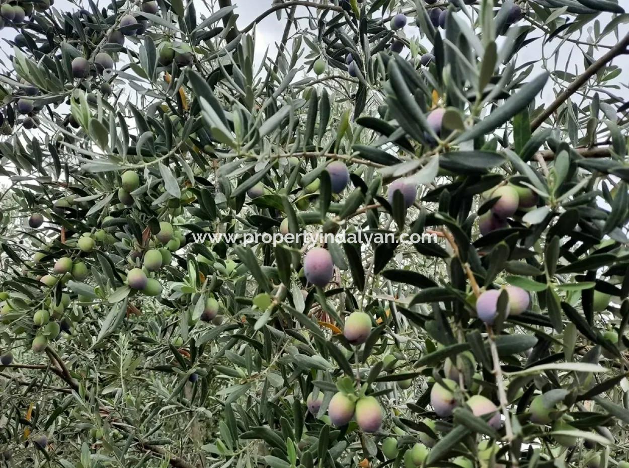 Köyceğiz Zeytinalanında Satılık Göl Manzaralı Arazi