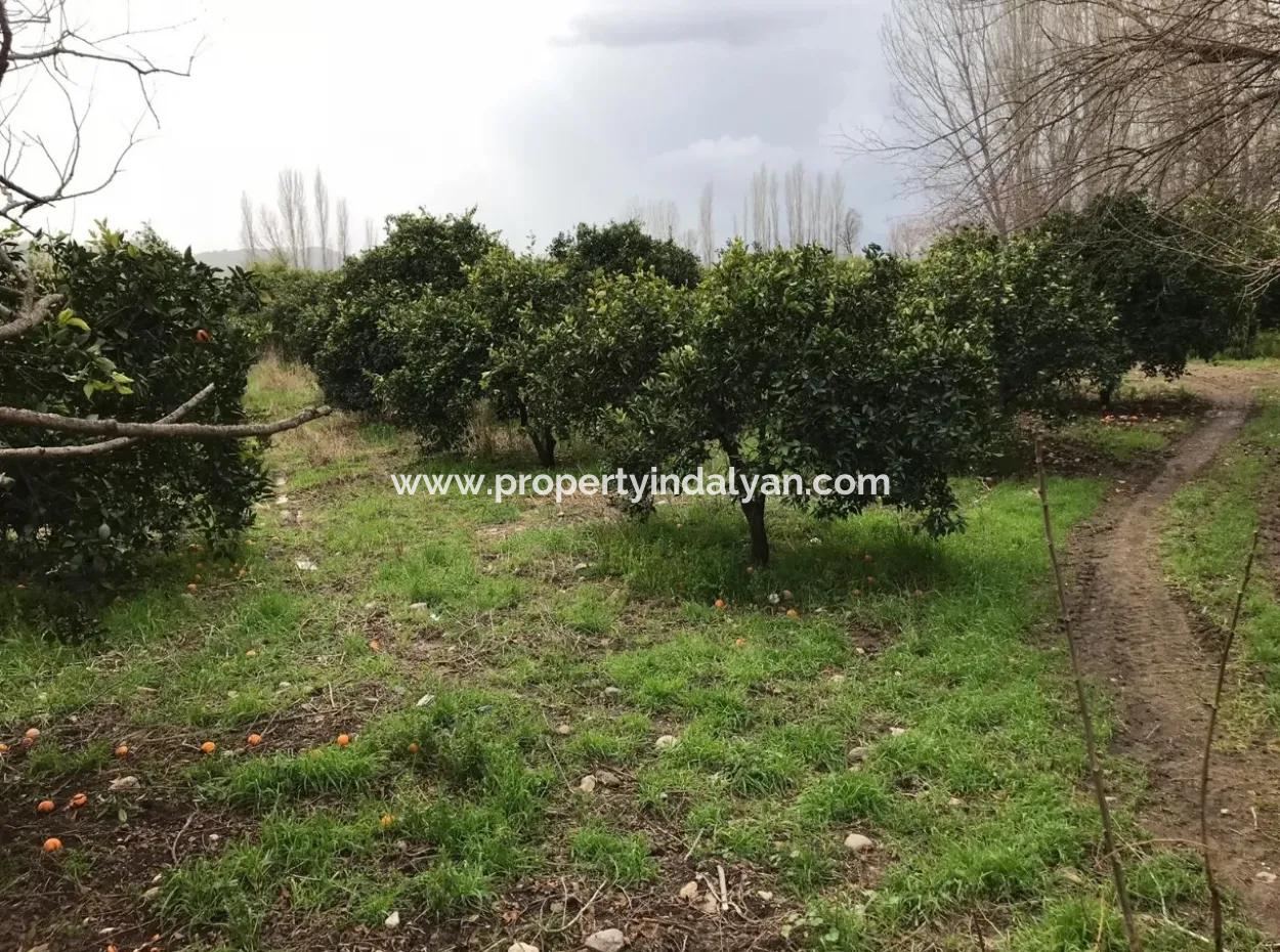 Köyceğiz Beyobası Nda Satılık 19570 M2 Verimli Arazi