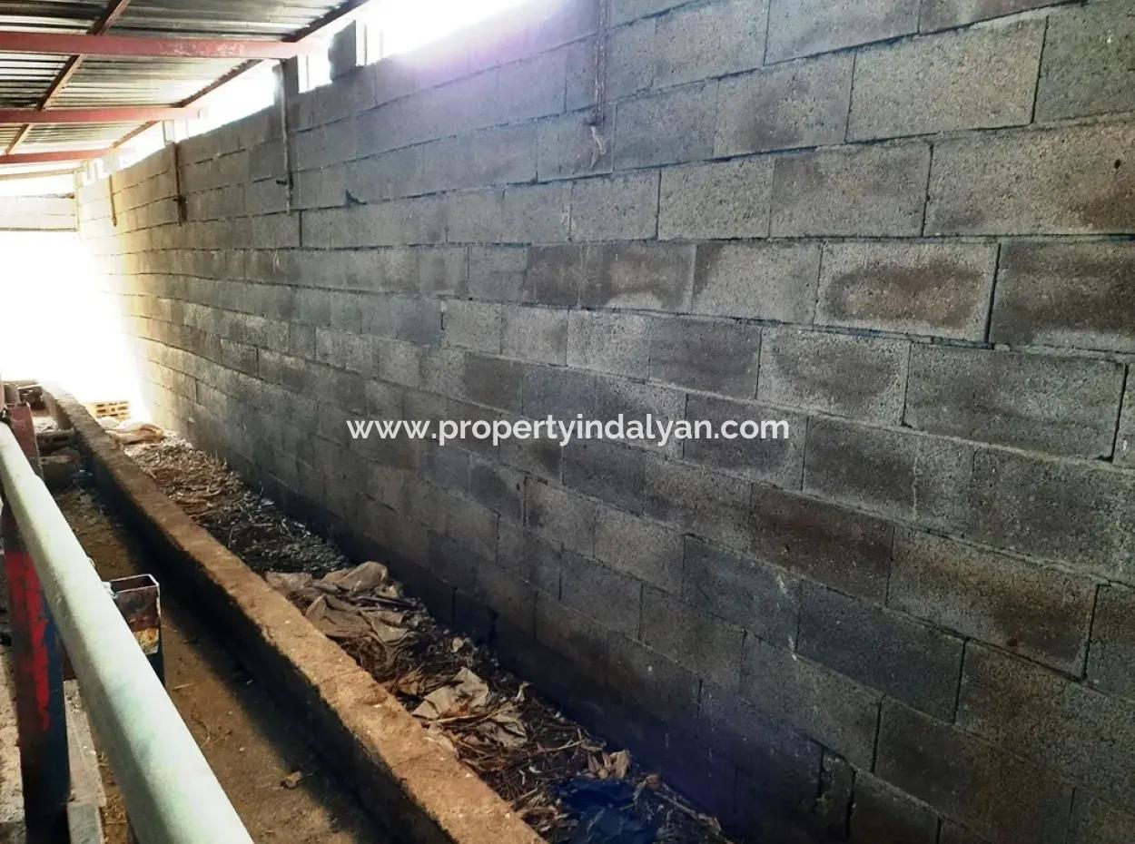 Denizli Çameli Cevizlide Satılık 2 700 M2 Arazi Ve Köy Evi