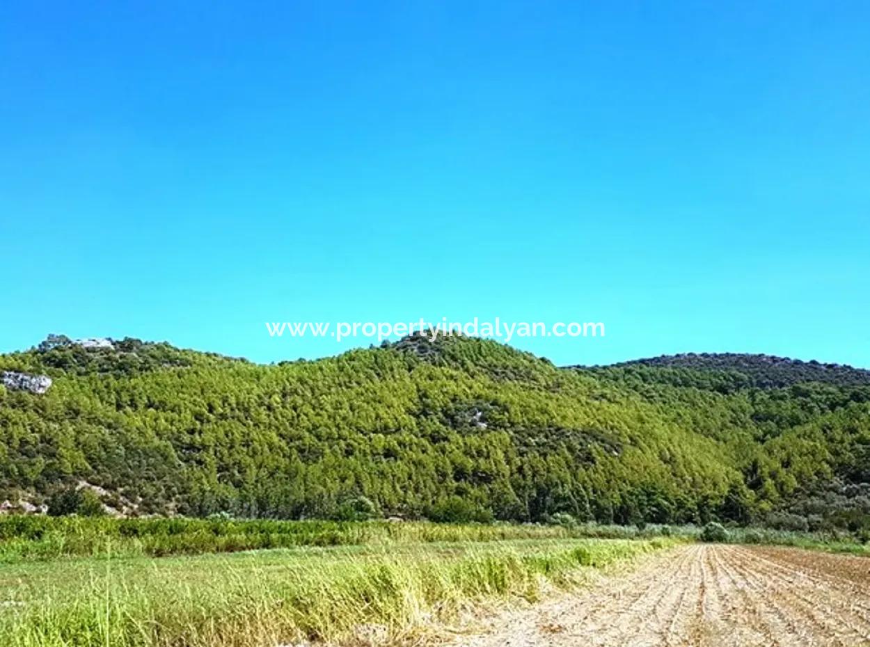 Muğla Ortaca Güzelyurt Ta Satılık Verimli Kelepir Arazi