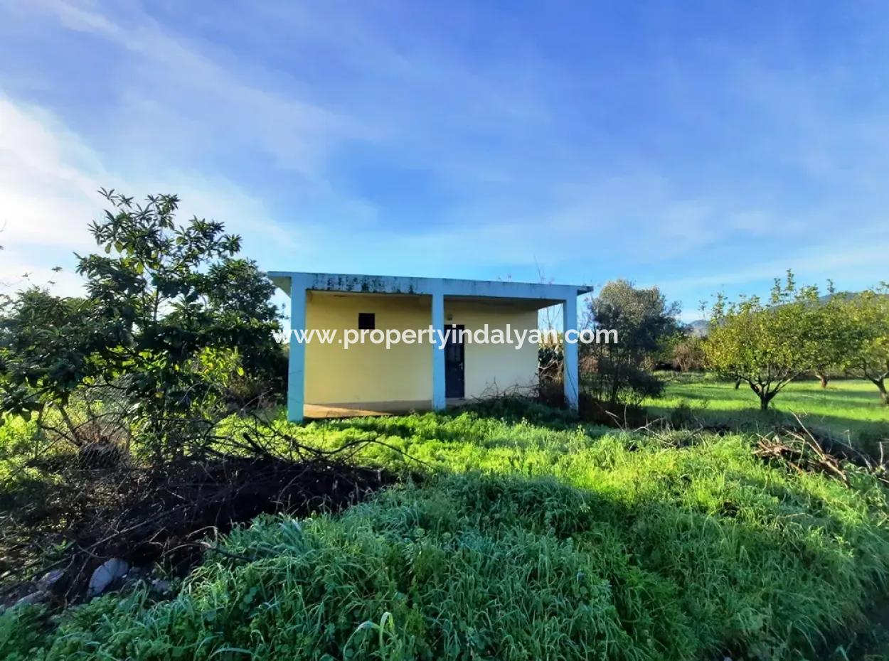 Ortaca Dalaklıda Satılık 10 000 M2 Müstakil Limon Bahçesi