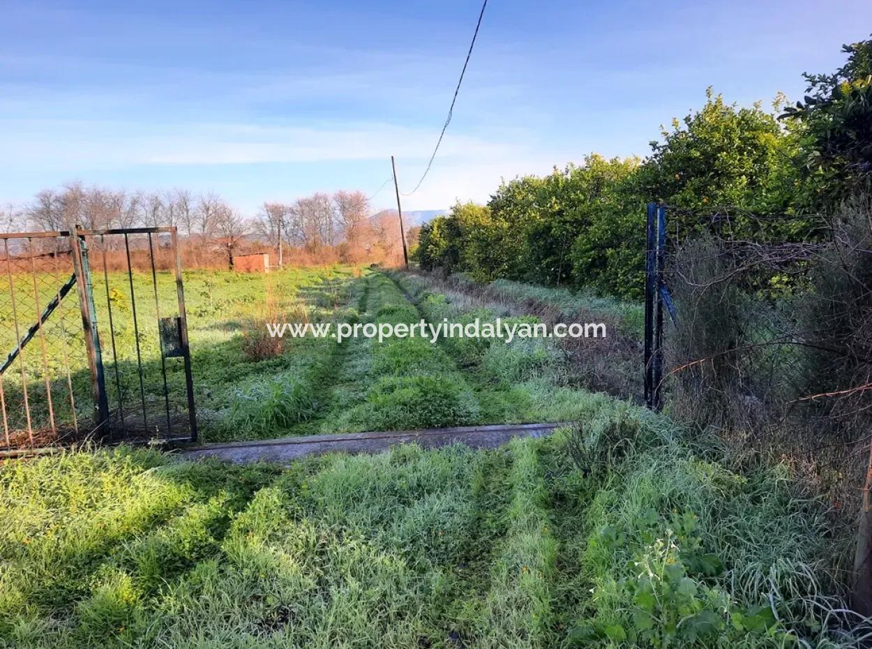 Ortaca Dalaklıda Satılık 10 000 M2 Müstakil Limon Bahçesi