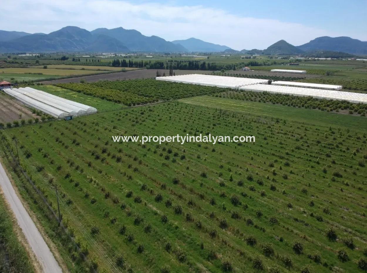 Ortaca Eskiköy De 26700 M2 Bakımlı Limon Bahçesi Satılık