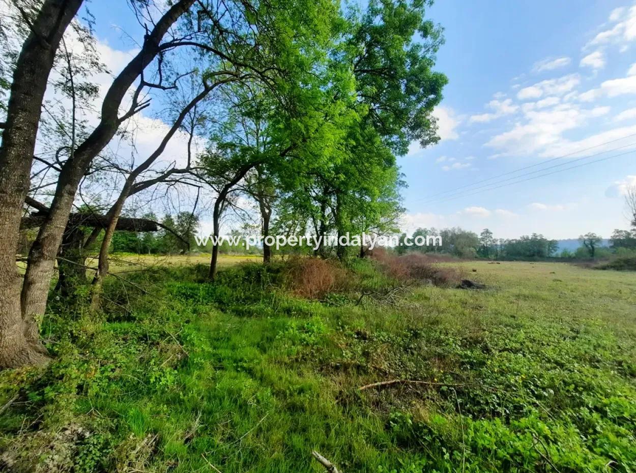 Köyceğiz Zeytinalanında Göl Manzaralı 7668 M2 Kelepir Arazi Satılık