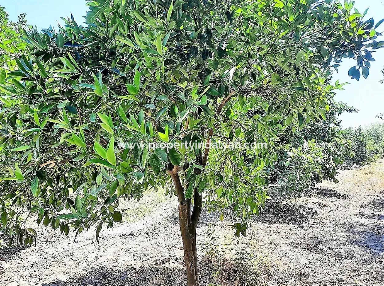 Köyceğiz De Göle Yakın Müstakil Tapulu 2 650 M2 Narenciye Bahçe Satılık Veya Takas Olur