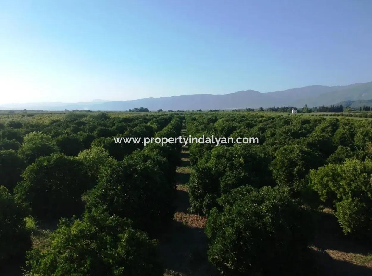 Ortaca Tepearasında Satılık Narenciye Bahçesi