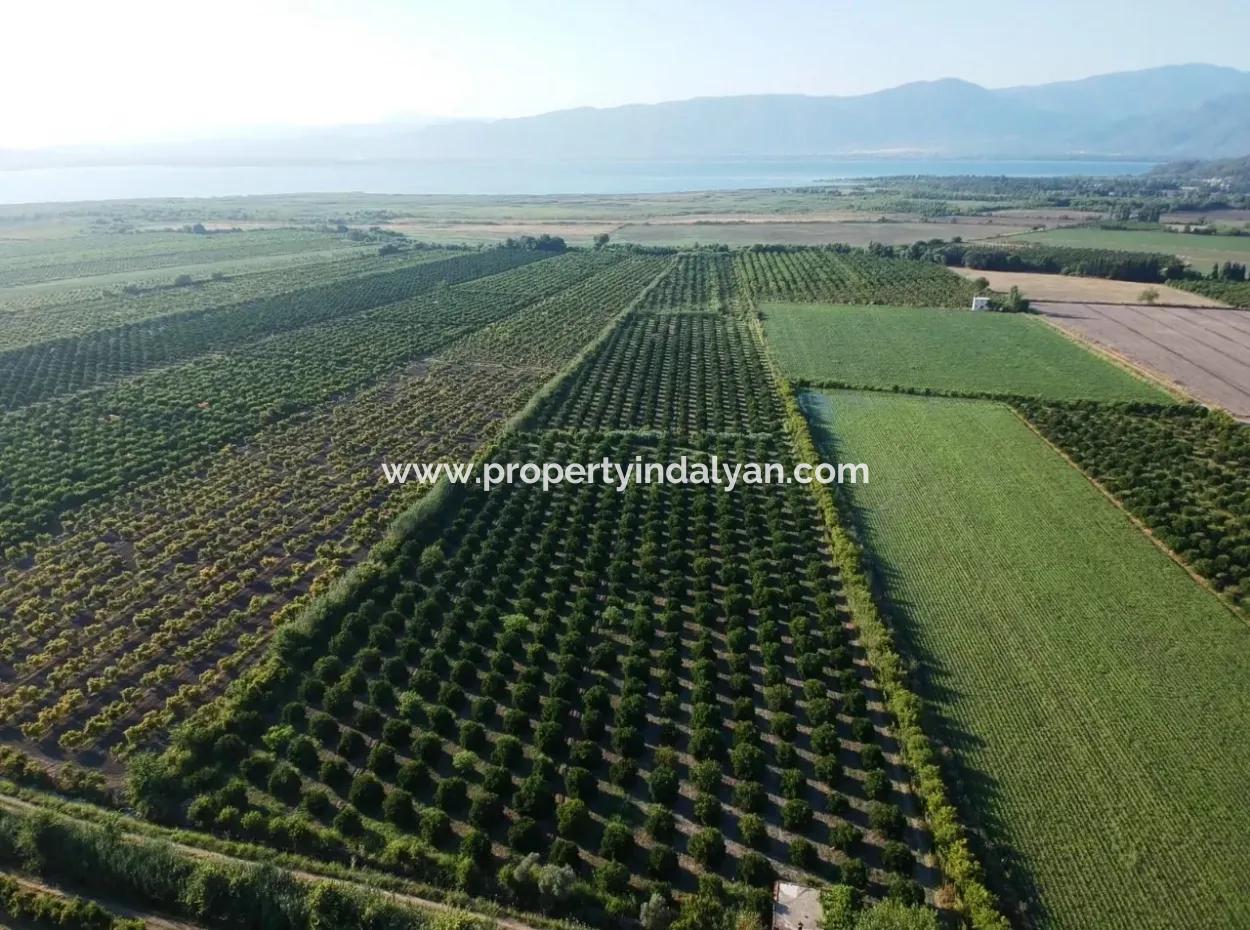 Ortaca Tepearasında Satılık Narenciye Bahçesi