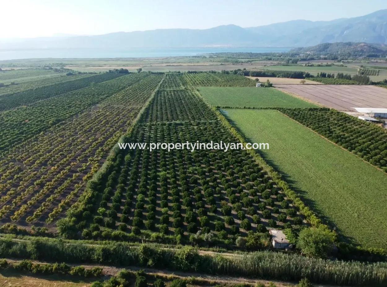 Ortaca Tepearasında Satılık Narenciye Bahçesi