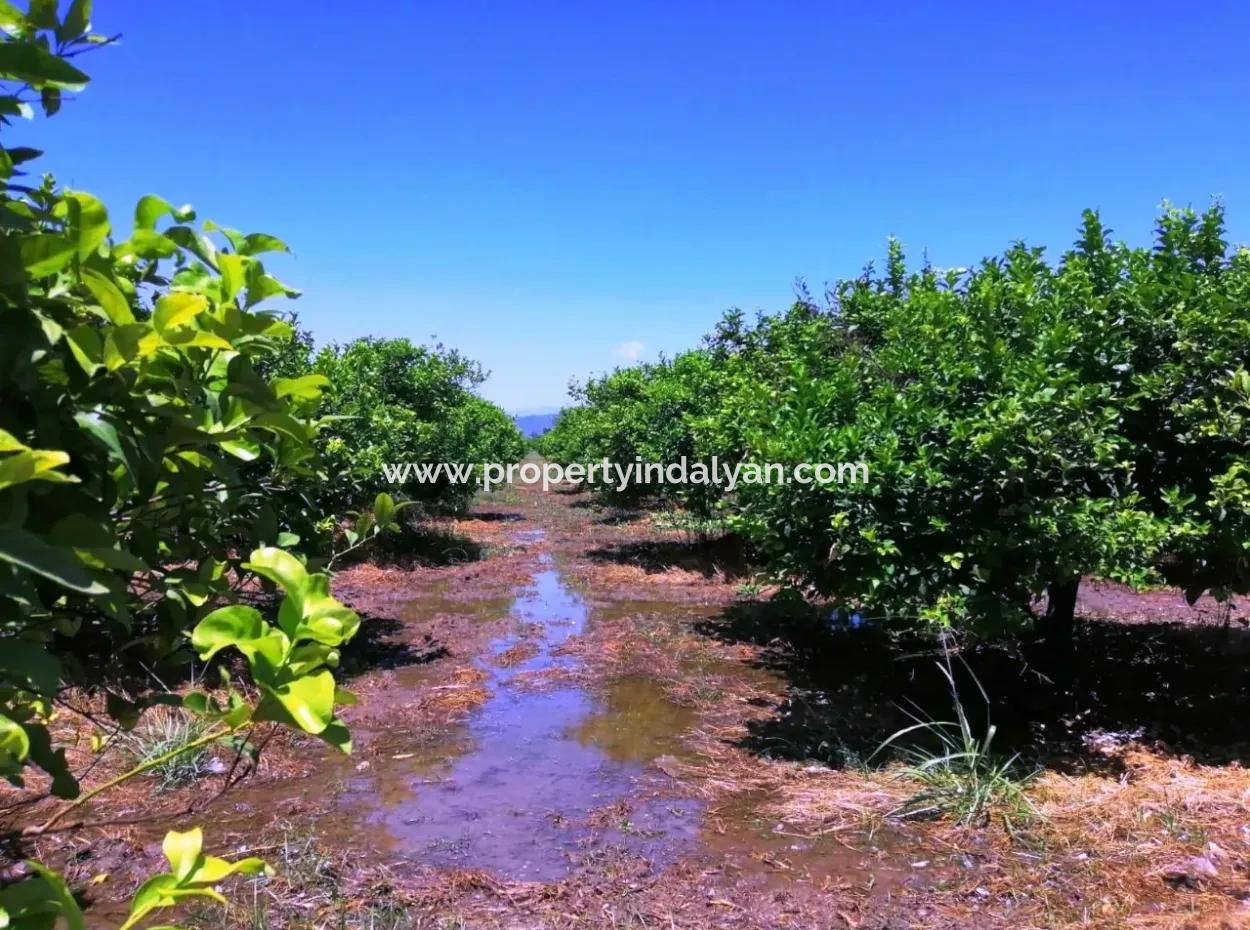 Ortacada Satılık Kelepir Limon Bahçesi