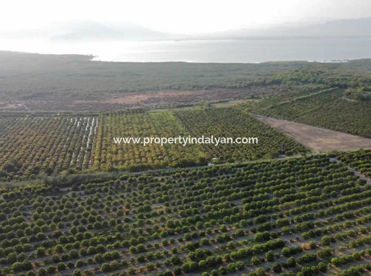 Muğla Ortaca Tepearasında Satılık Nar Bahçesi