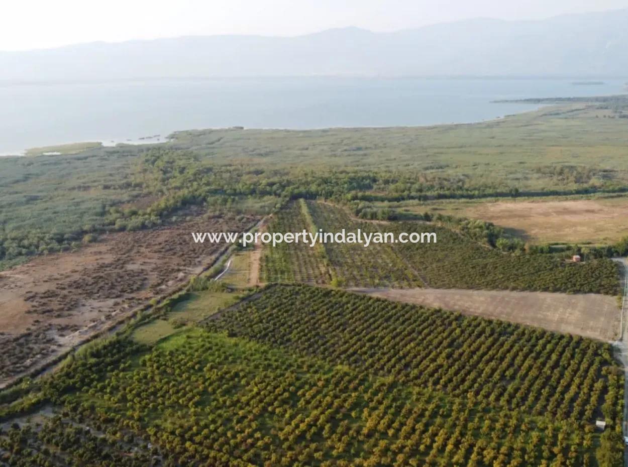 Muğla Ortaca Tepearasında Satılık Nar Bahçesi