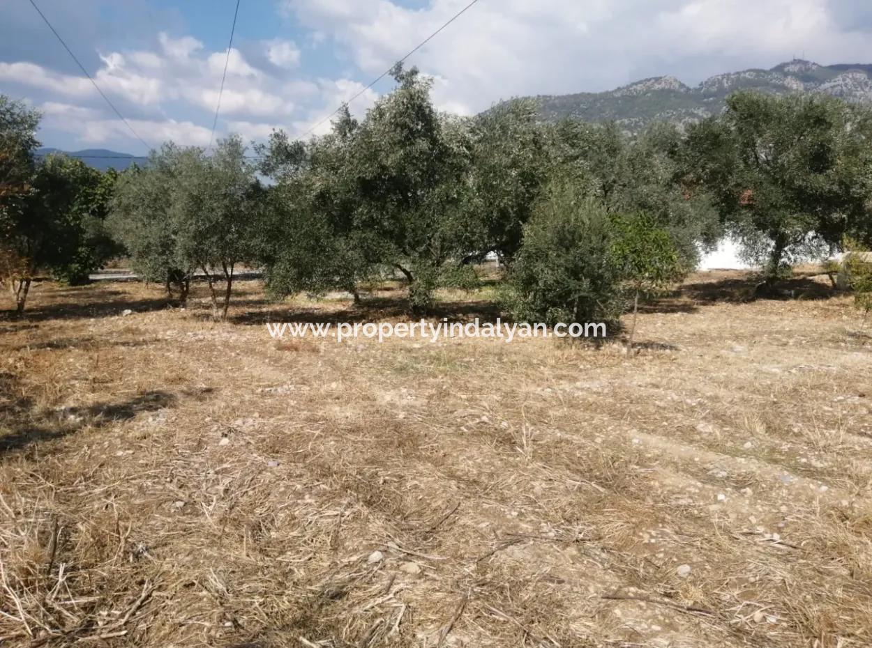 Köyceğiz Zeytinalanında Göl Manzaralı 1992 M2 Arsada 2 Adet Müstakil Ev Satılık