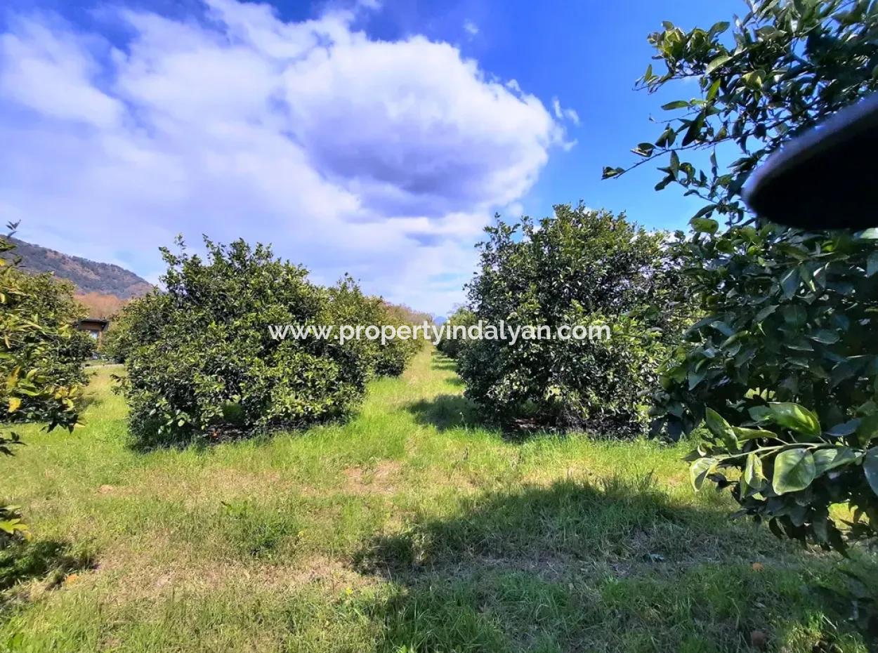 Ortaca Mergenlide  5134  M2 Ve Resmi 50 M2 İnşaata İzinli Narenciye Bahçesi Satılık
