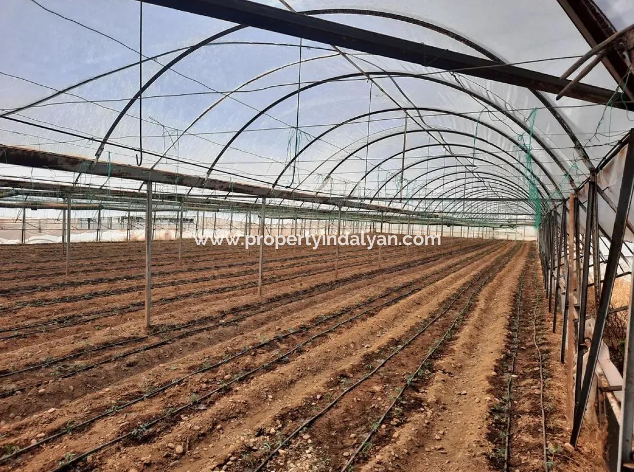 Muğla Ortaca Ekşiliyurt Ta 3100 M2 İmarlı Arazi Ve Sera Satılık