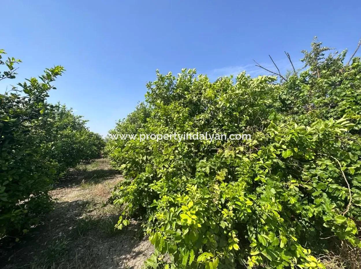 Dalyan Eskiköyde 15 000 M2 Limon Bahçesi Satılık