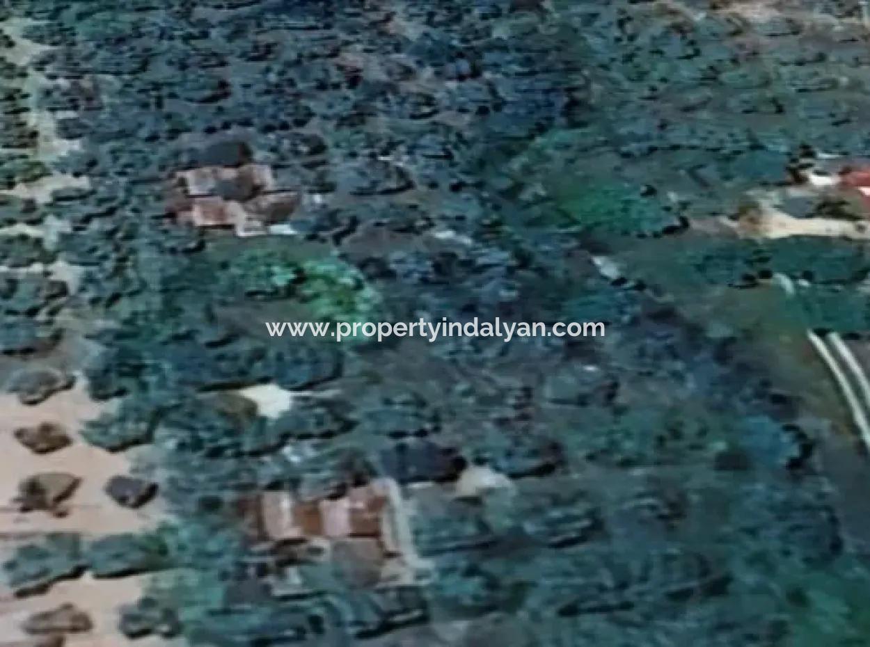 Muğla Menteşe Kafaca Da 6350 M2 Tarla Satılık