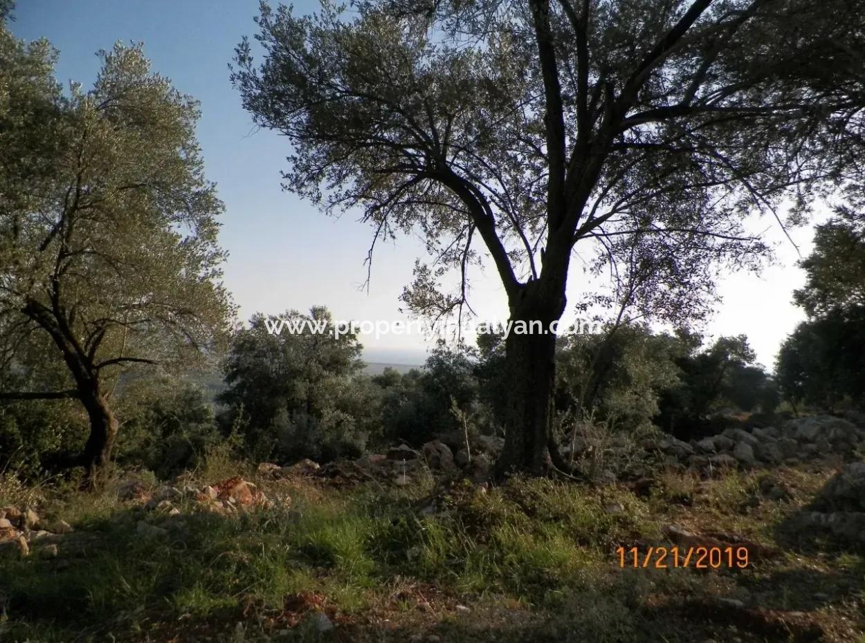 Fevziye De Satılık Deniz Manzaralı Arazi