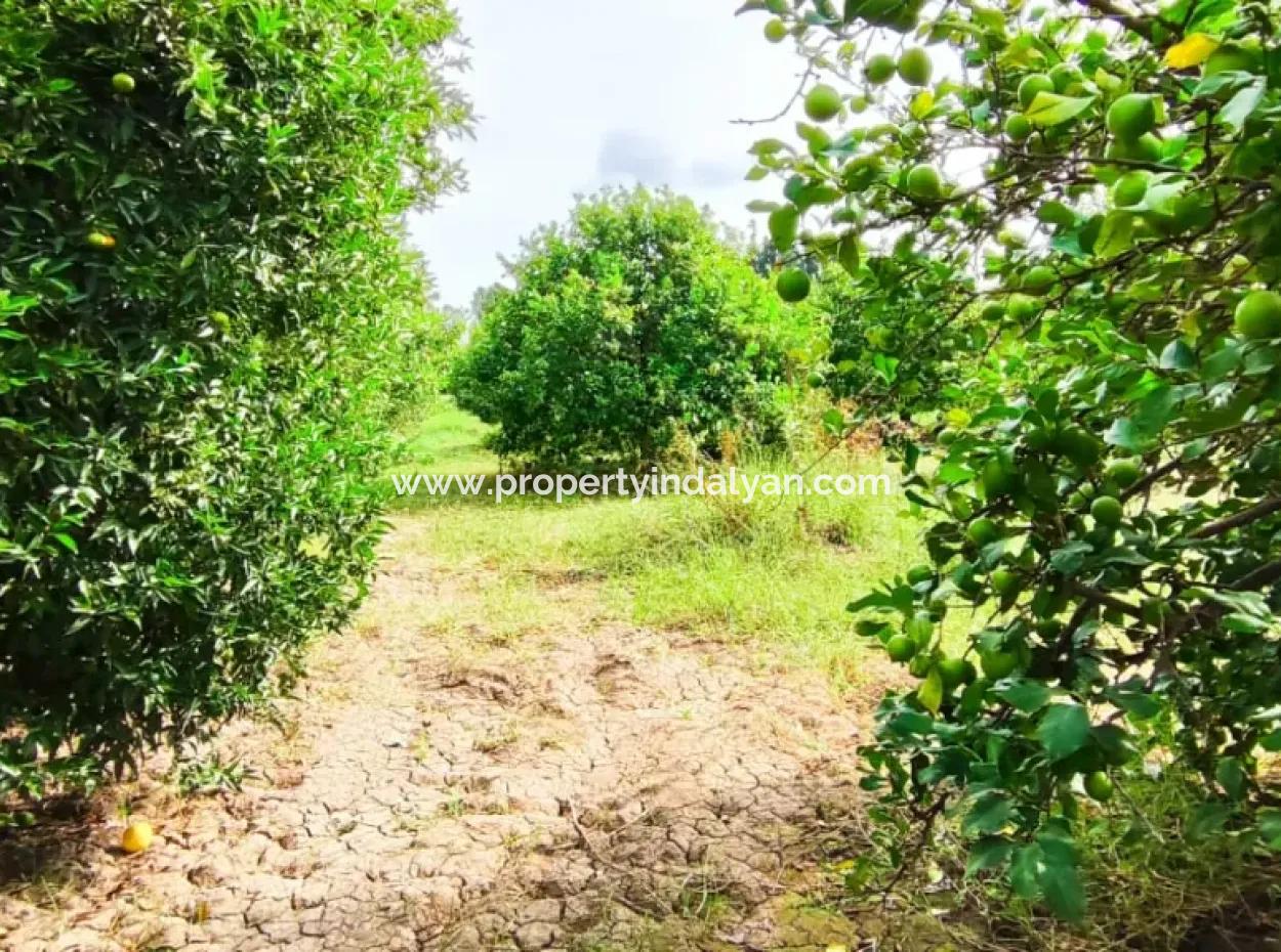Muğla Ortaca Fevziye Mahallesinde Denize 3 Km De 11.750 M2 Tarla Satılık