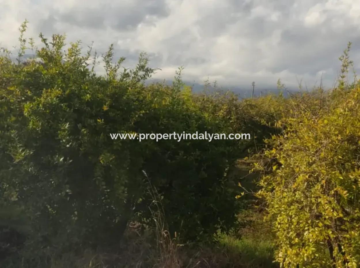 Muğla Ortaca Eskiköyde 7833 M2 Müstakil Tarla Satılık