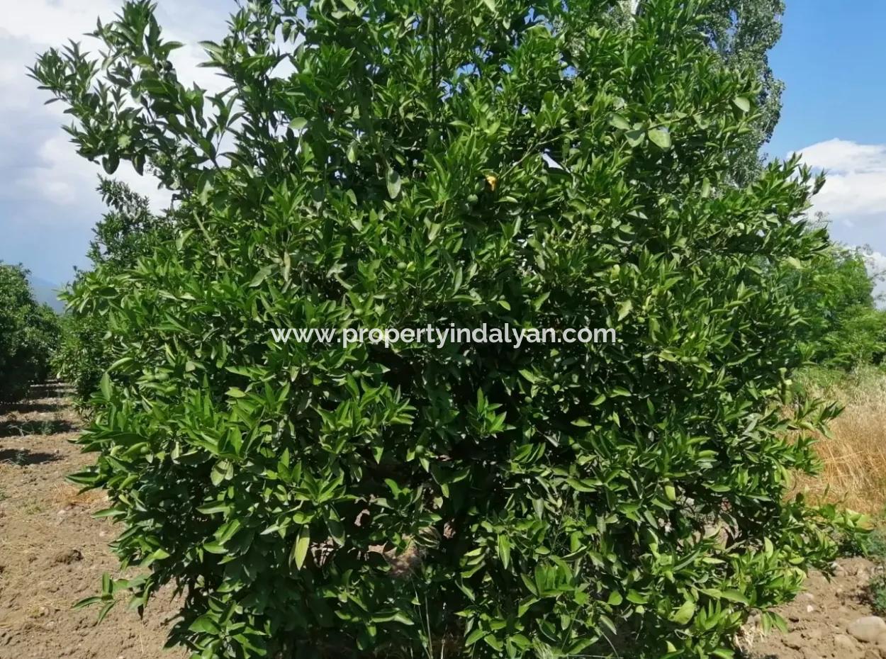 Köyceğiz Beyobasında Satılık Kelepir Tarla