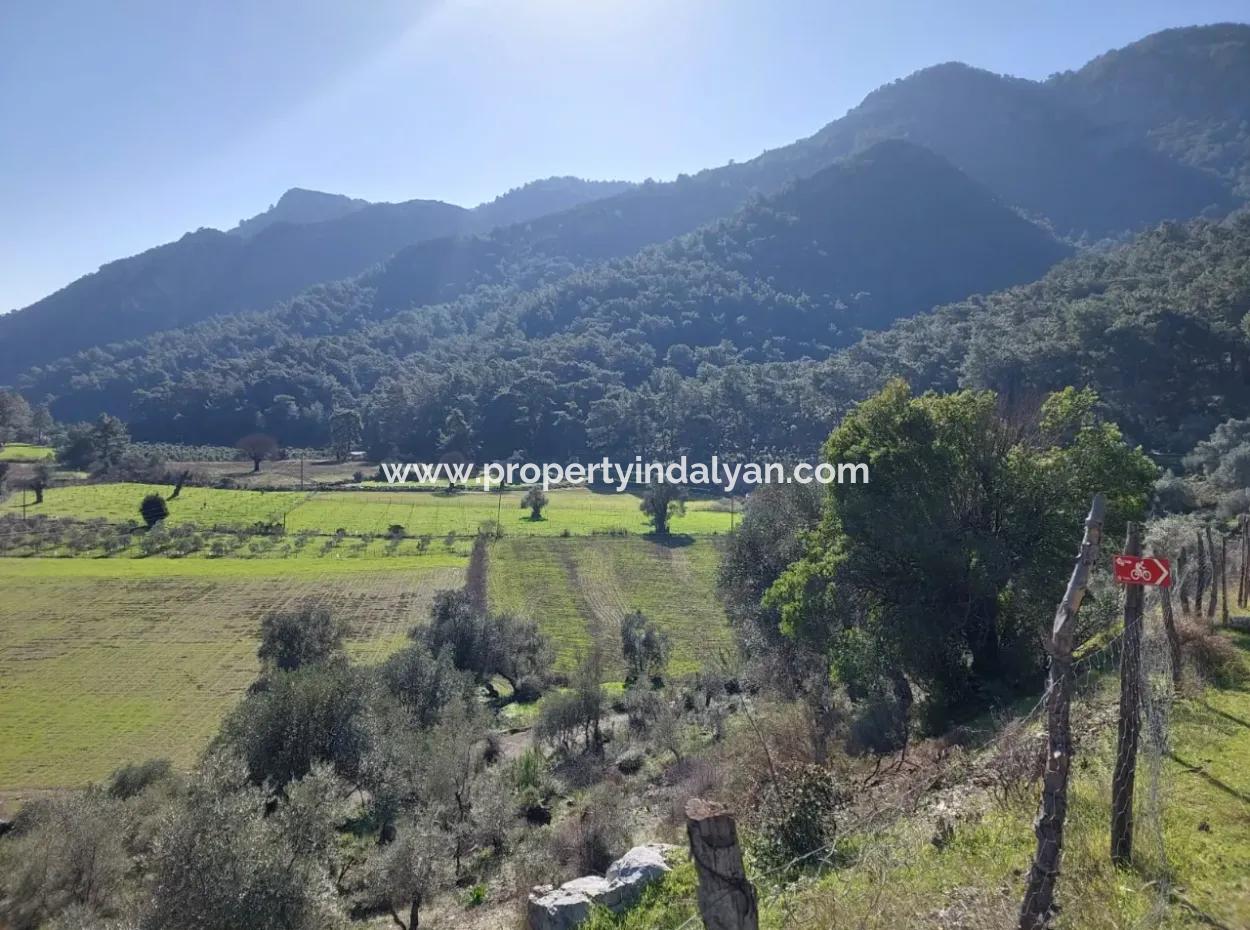 Muğla Dalyan Gökbelde 13 200 M2 Müstakil Tapulu Zeytinlik Satılık