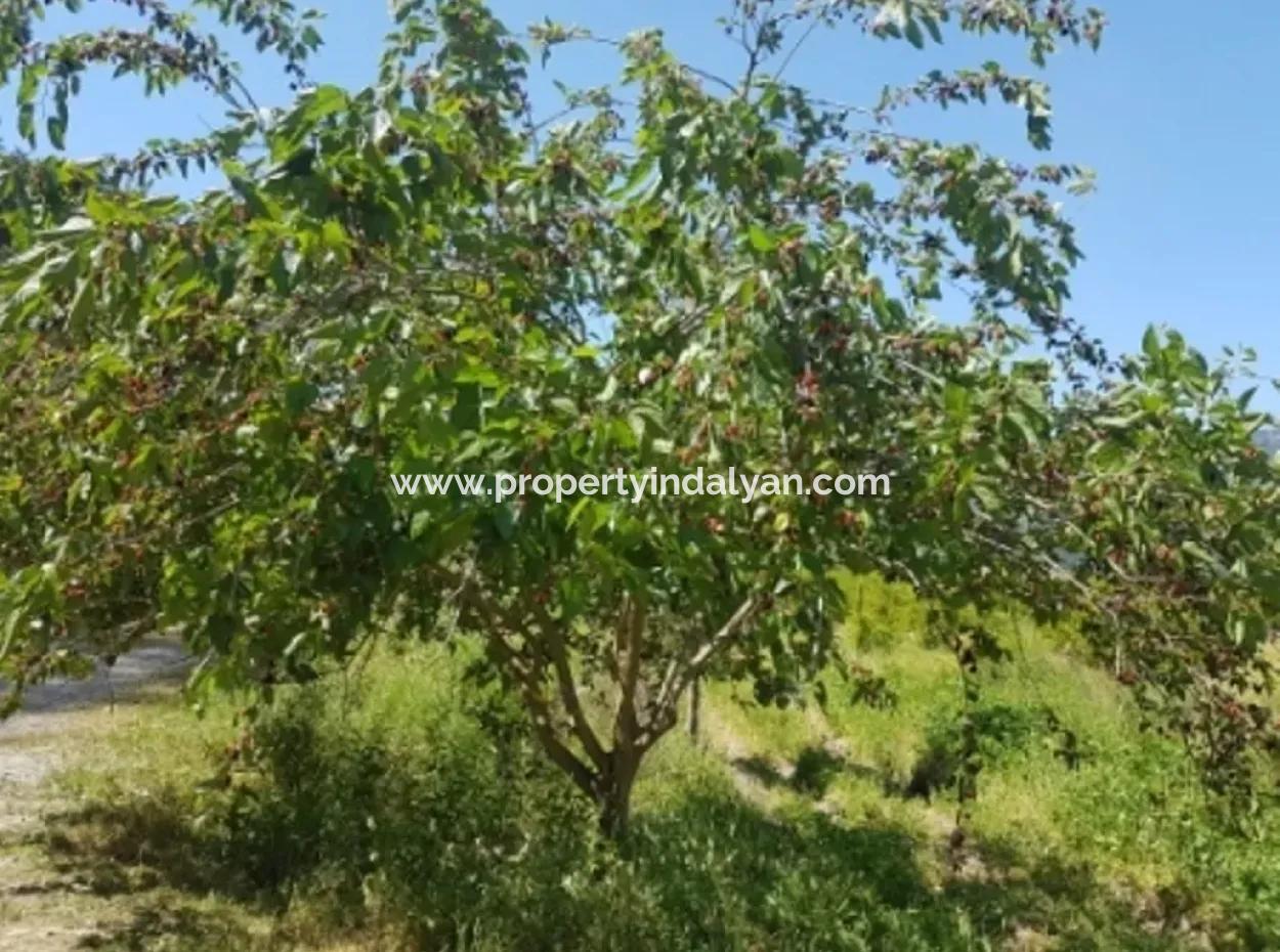 Dalyan Da Satılık Nar Bahçesi