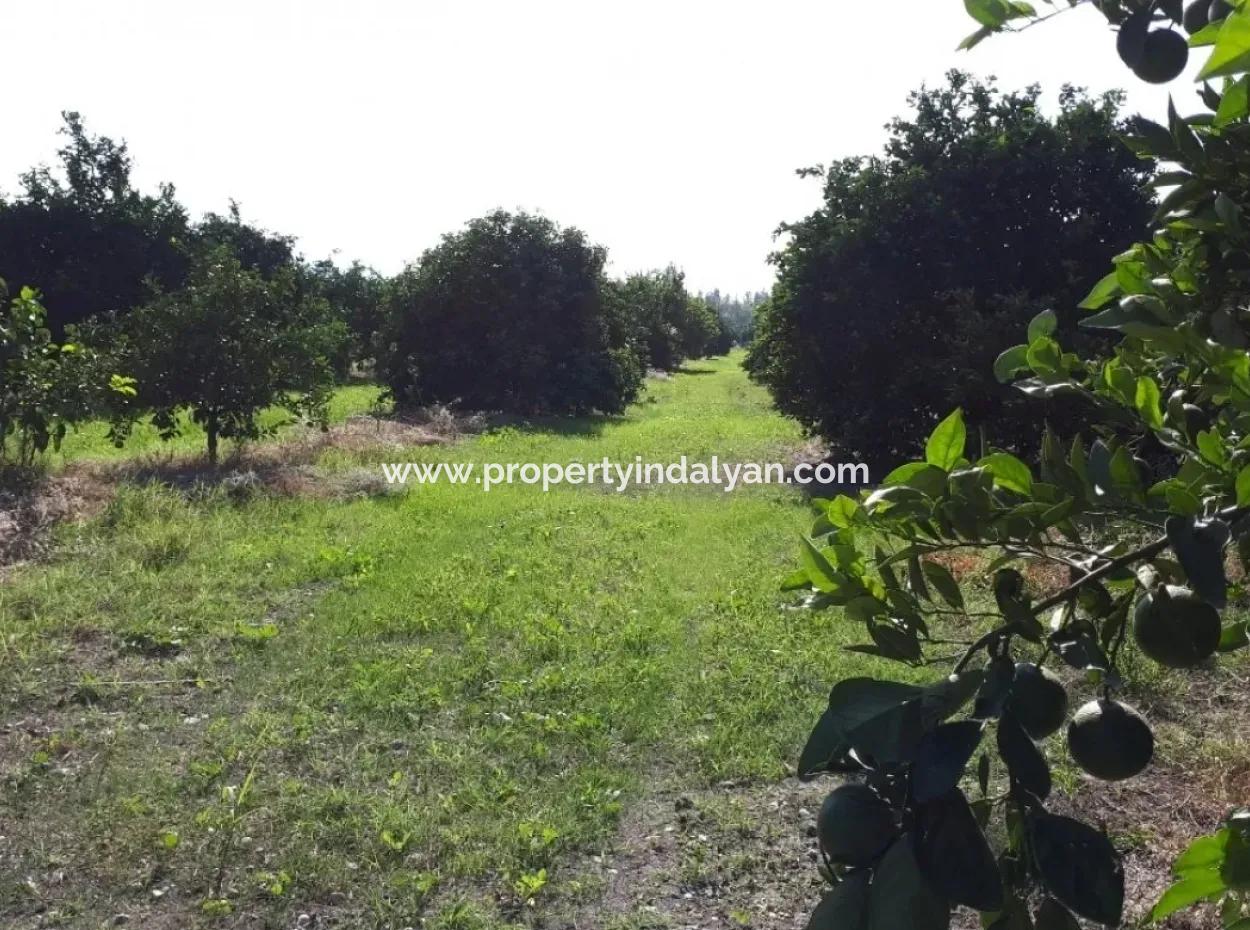 Tepearasında Satılık Kelepir Portakal Bahçesi