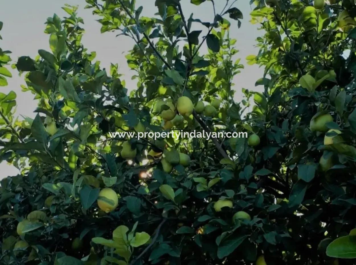 Tepearasında Satılık Kelepir Portakal Bahçesi