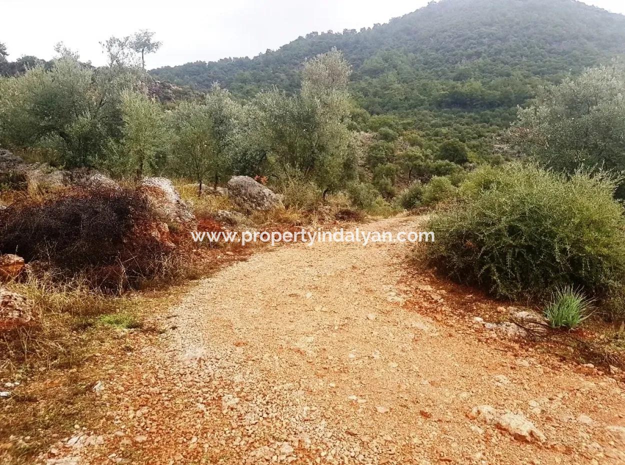 Göcek İnlicede Satılık Kelepir Zeytinlik