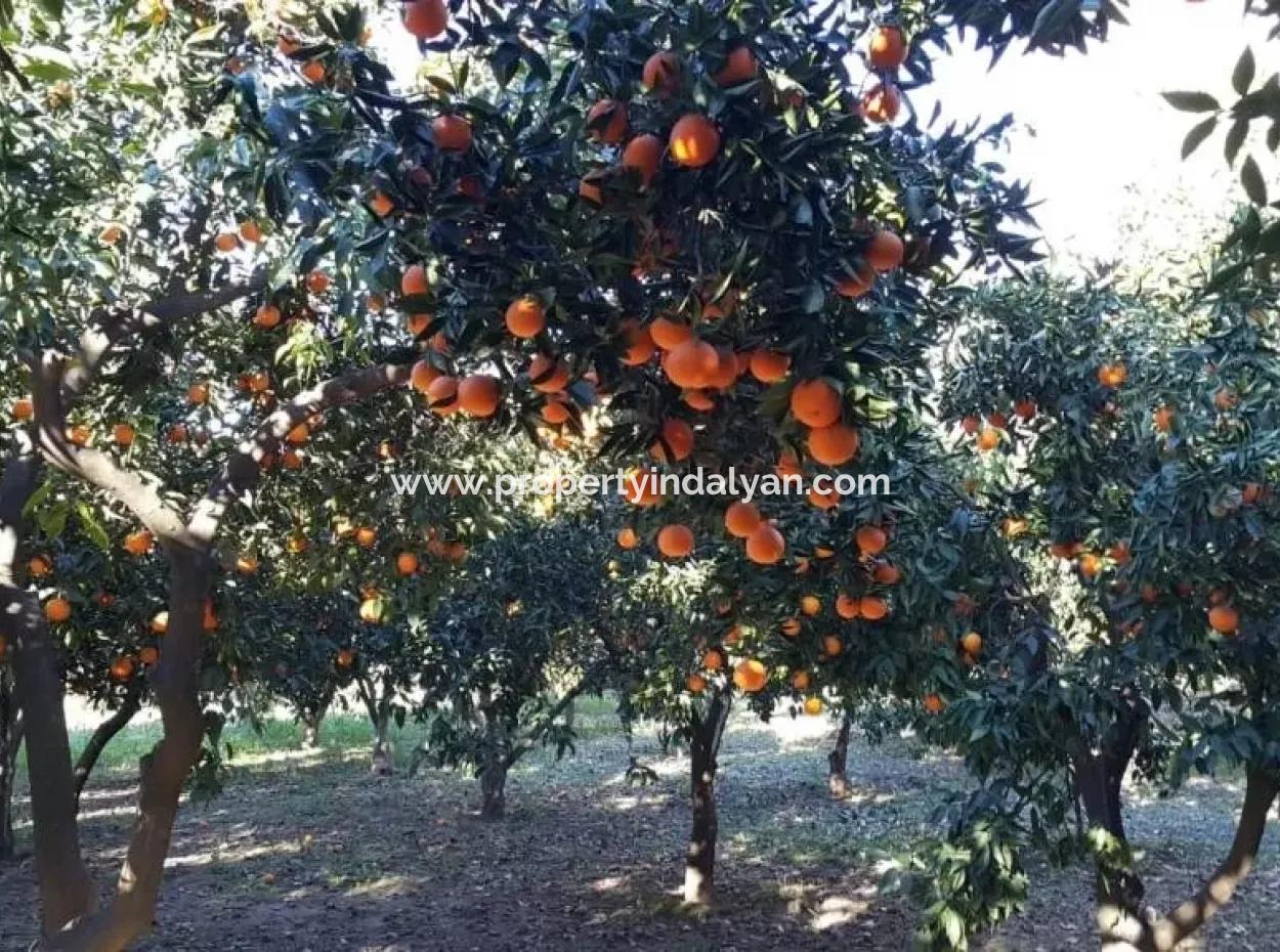 Köyceğiz Köyünde Satılık Bahçe