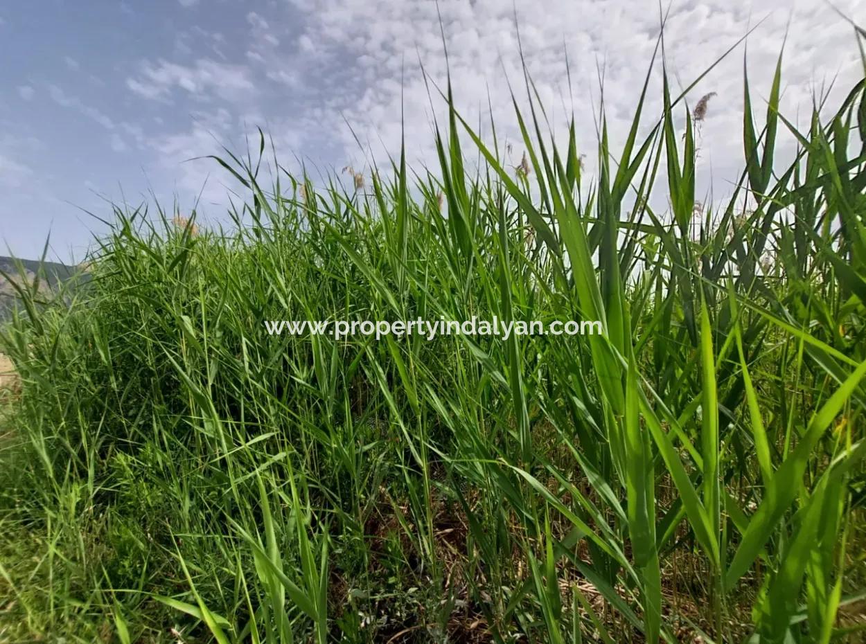 Dalyanda 1.500 M2 Müstakil Tarla Satılık