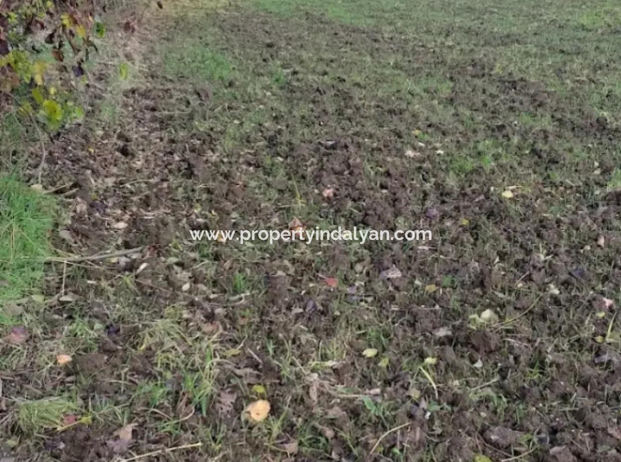 Muğla Köyceğiz Köyceğiz Mahallesinde 11 450 M2 Satılık Tarla