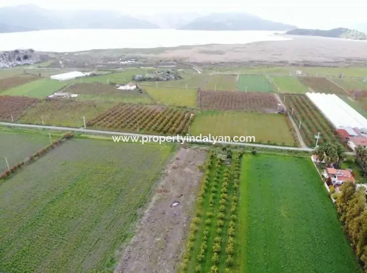 Muğla Dalyanda Göle Yakın Satılık 4100M2 Tarla