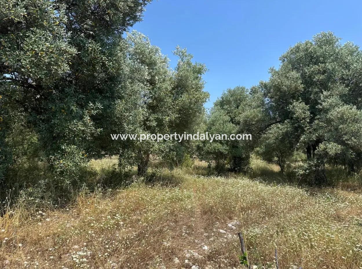 Köyceğiz Zeytinalanında 1608 M2 Zeytinlik Satılık