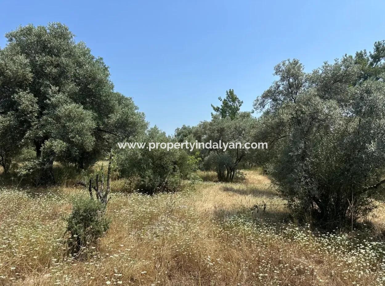 Köyceğiz Zeytinalanında 1608 M2 Zeytinlik Satılık