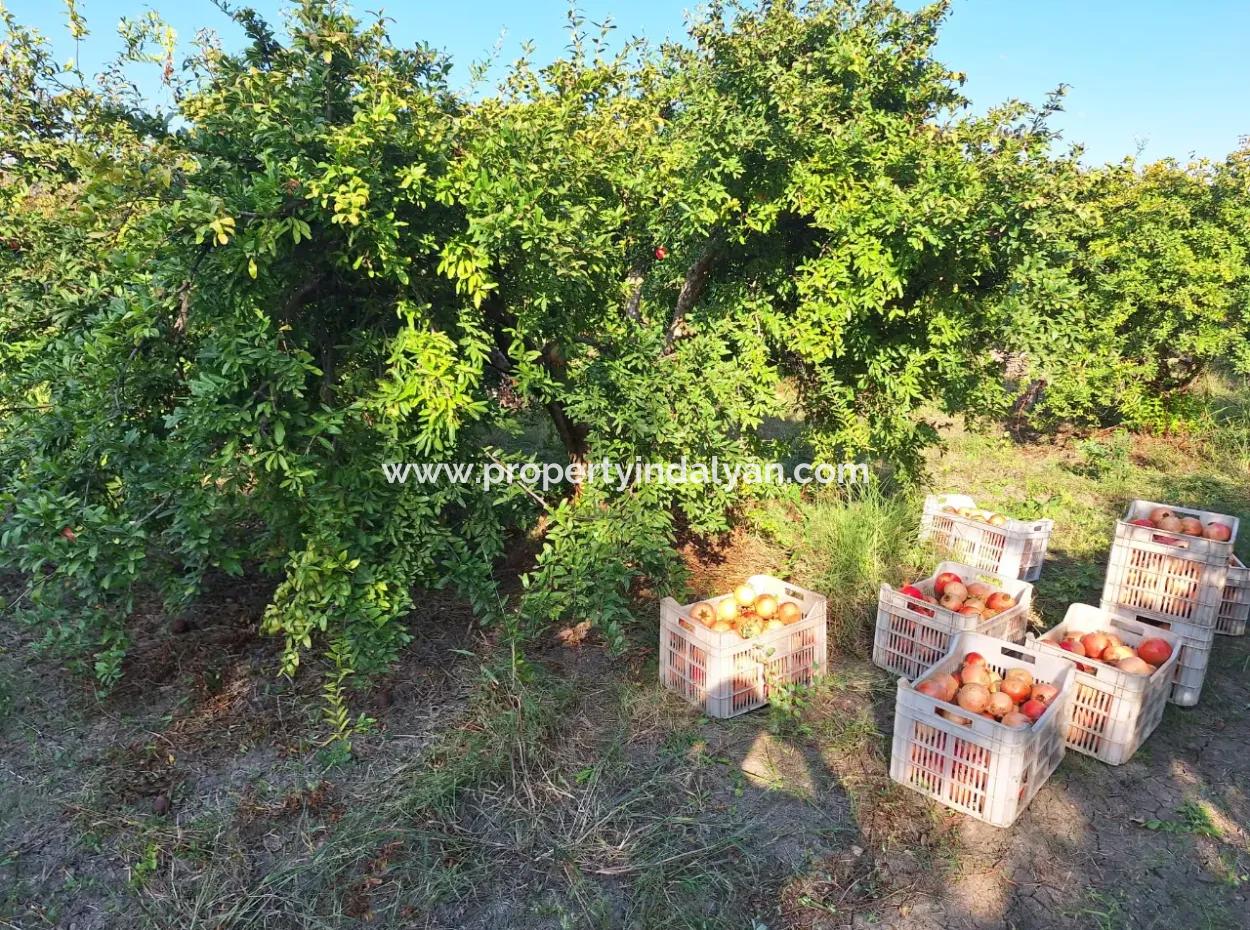 Ortaca Eskiköyde 48 Dönüm Nar Tarlası Satılık