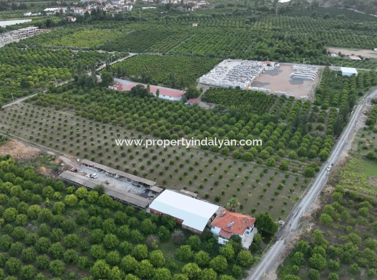 Ortaca Çaylı’da 150 M² İnşaat Hakkı Olan Müstakil 5.000 M² Limon Bahçesi Satılık Veya Takas