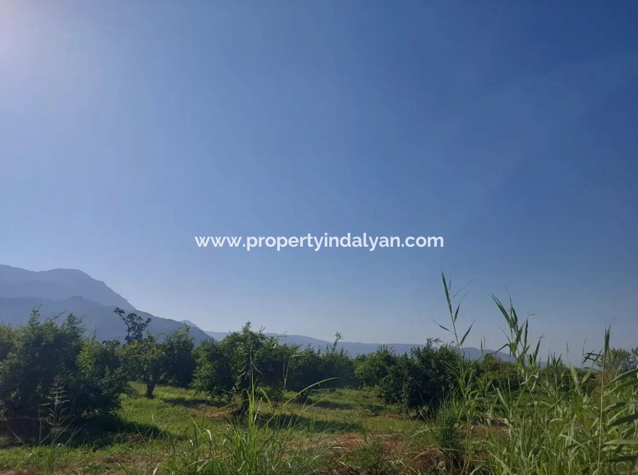 Ortaca Dalyan’da 73,500 M² Yatırıma Uygun Nar Bahçesi Satılık