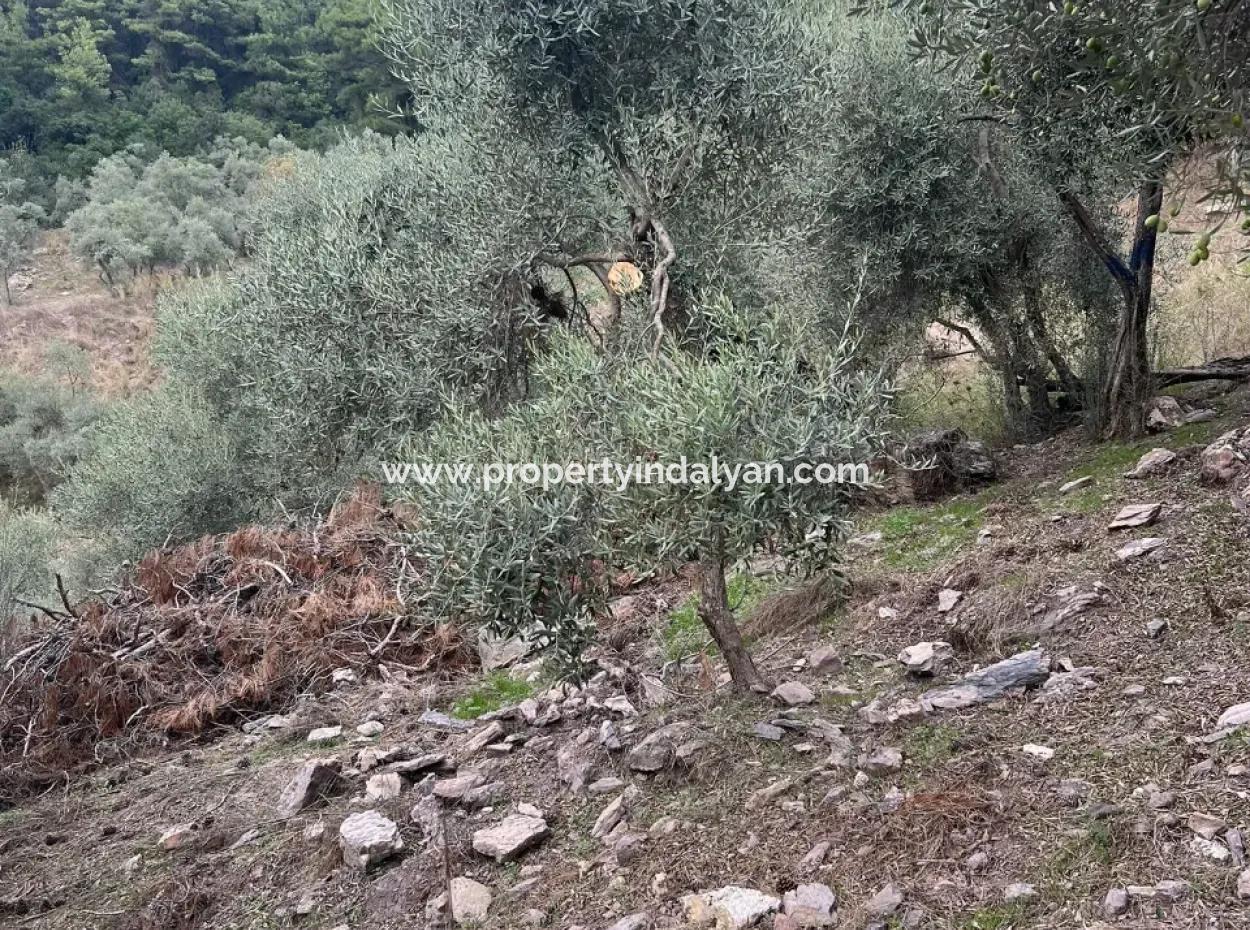Muğla  Milas Çakıralan  Da 1.025 M2  Nitelik Zeytinlik Olan Arazi Satılık